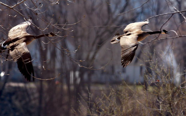 Wildlife in the La Crosse River marsh